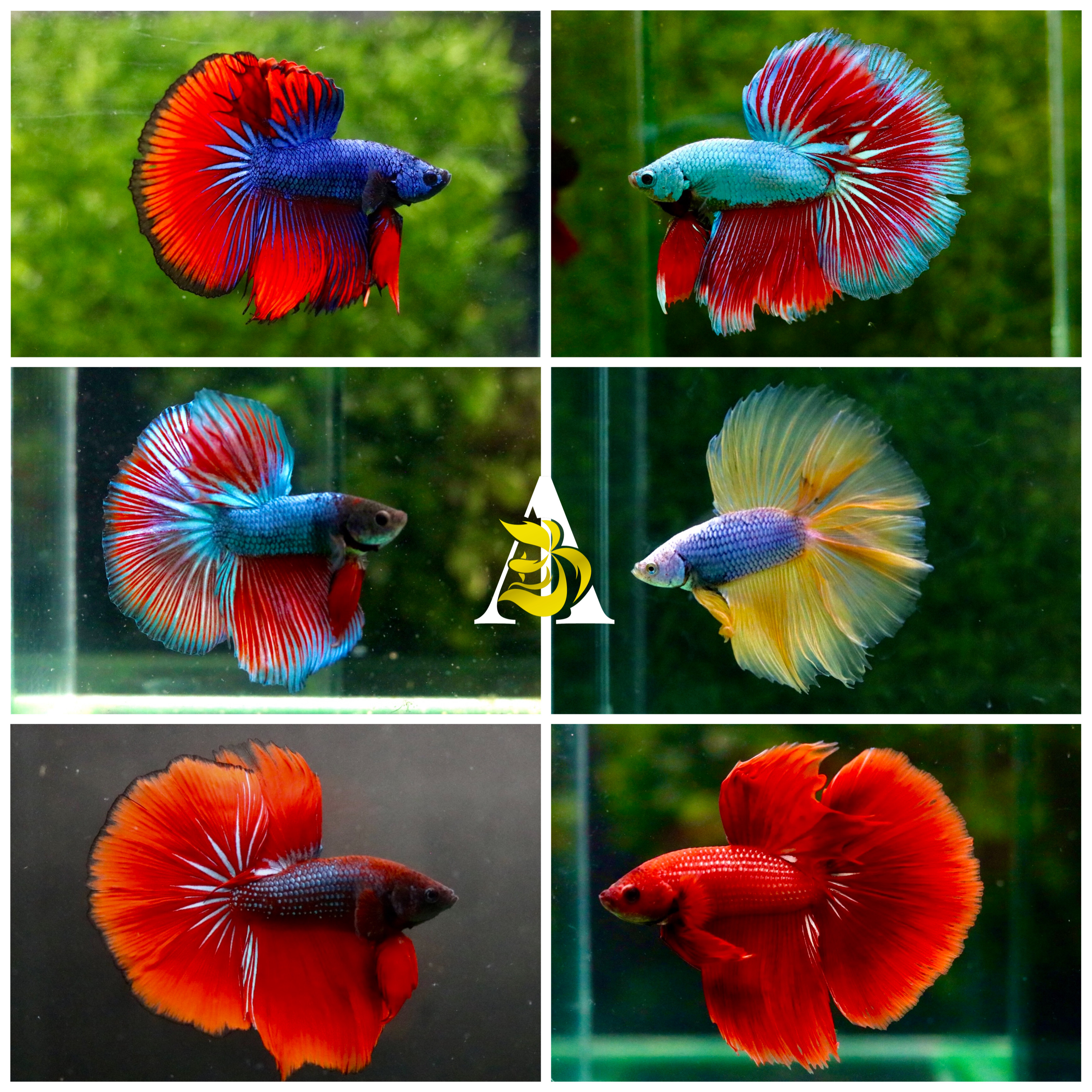 1 Male Halfmoon Betta - Assorted Color