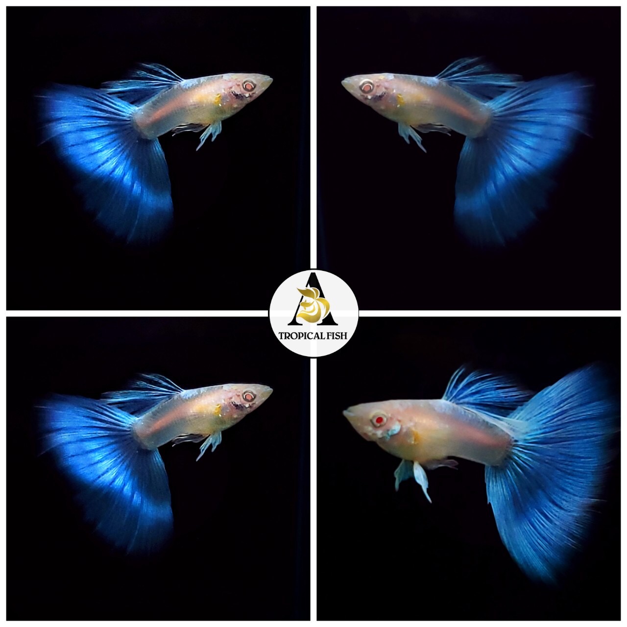 Aquarium Guppy Fish - Abino Blue Topaz  Big Dorsal - USA Seller