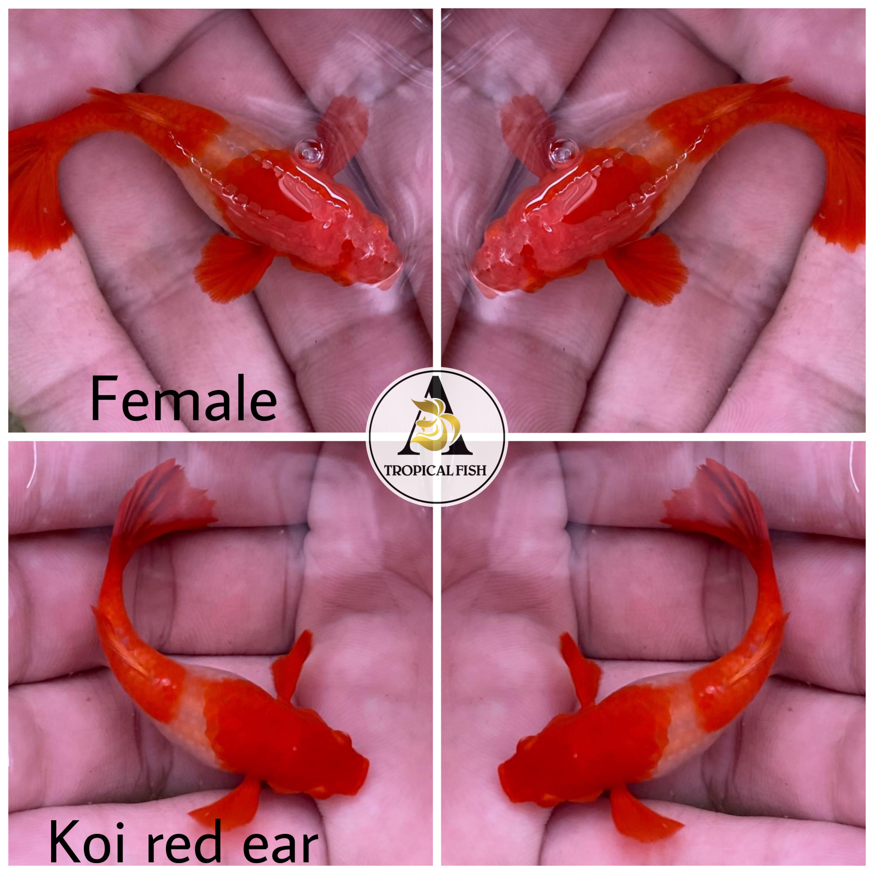 Aquarium Guppy Fish - ABINO Koi Red Ear - USA Seller