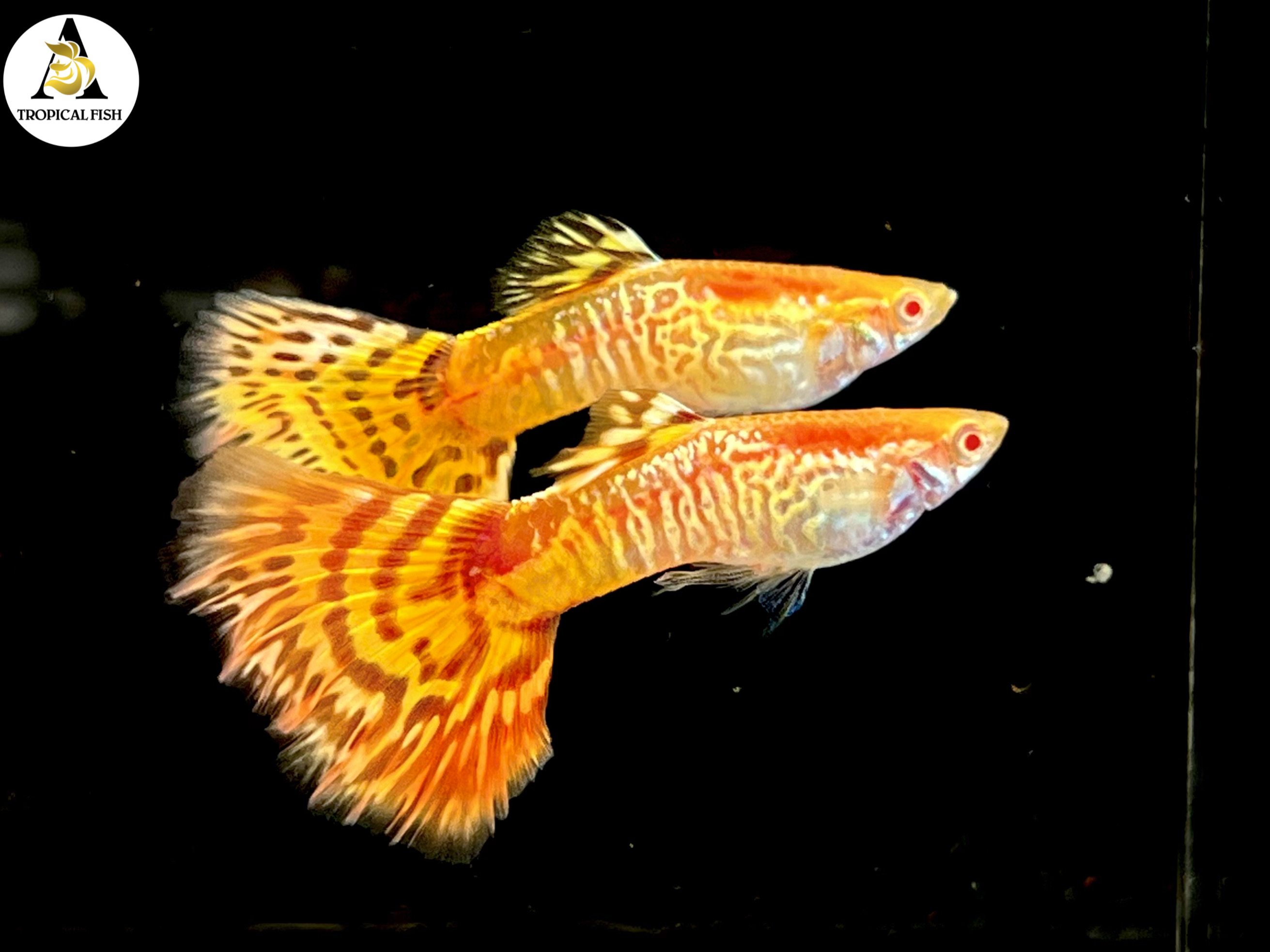 Aquarium Guppy Fish High Quality - Abino Yellow King Cobra - USA seller