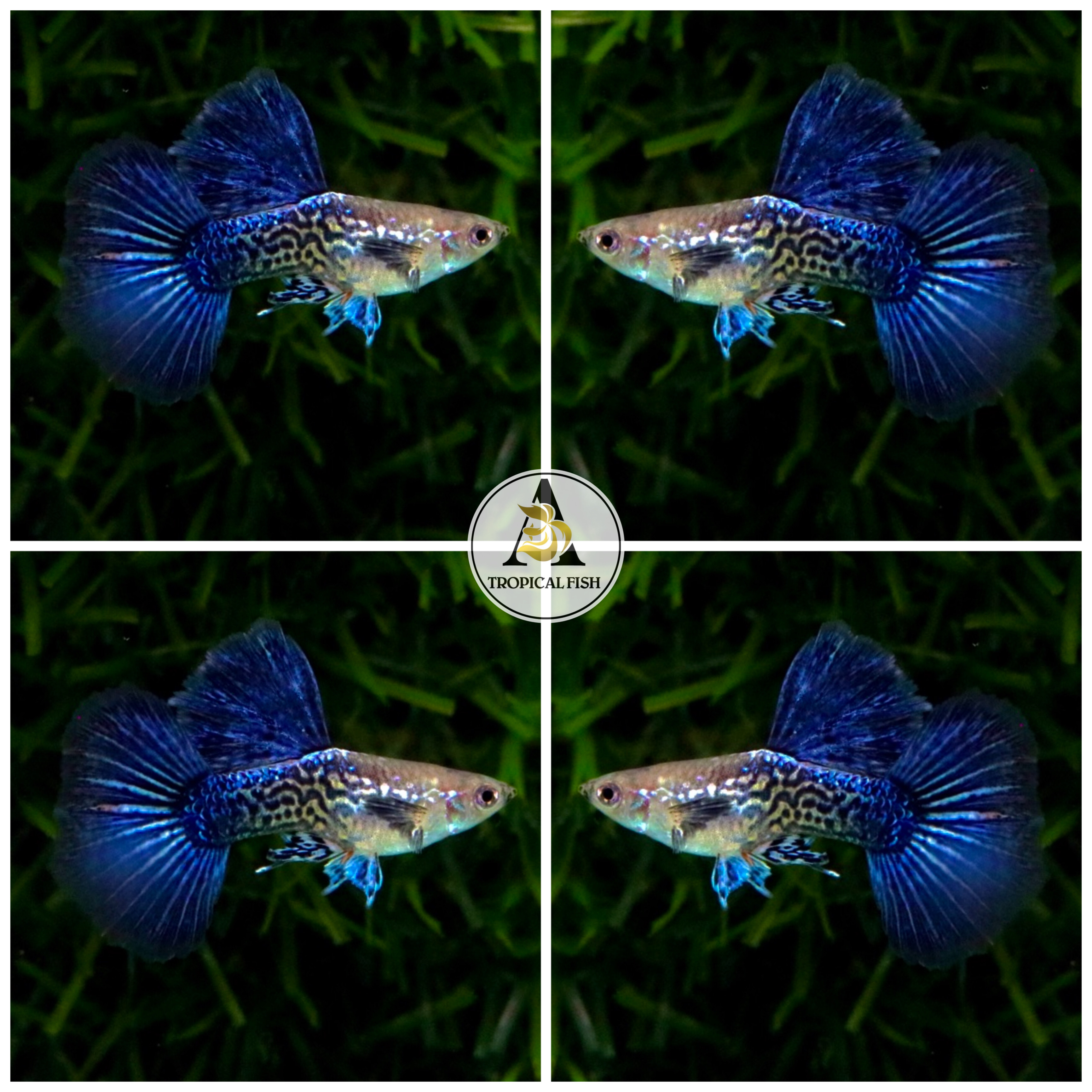 Aquarium Guppy Fish - Blue Dragon Big Dorsal - USA sELLER