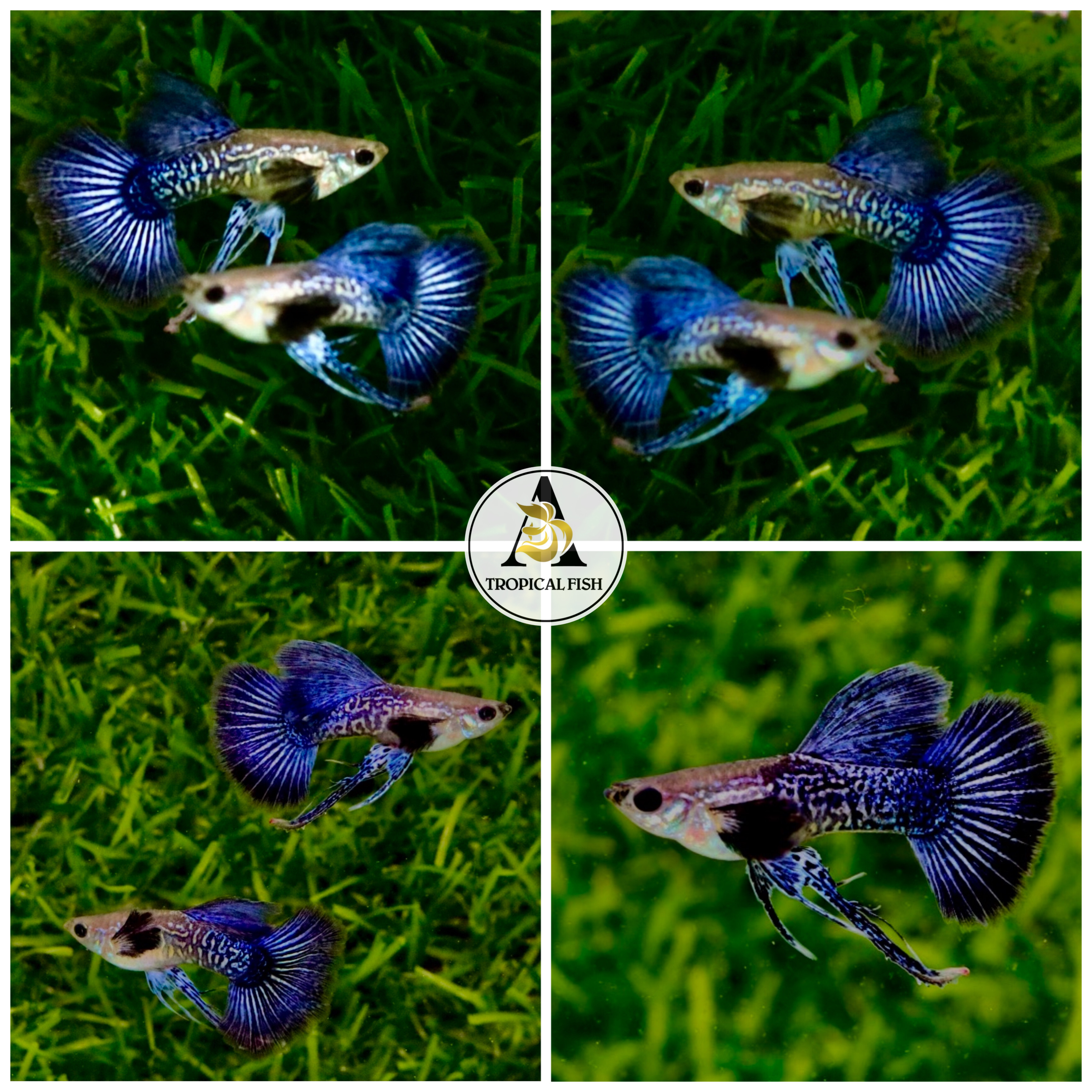 Aquarium Guppy Fish - Blue Dragon Indo Ribbons - USA Seller