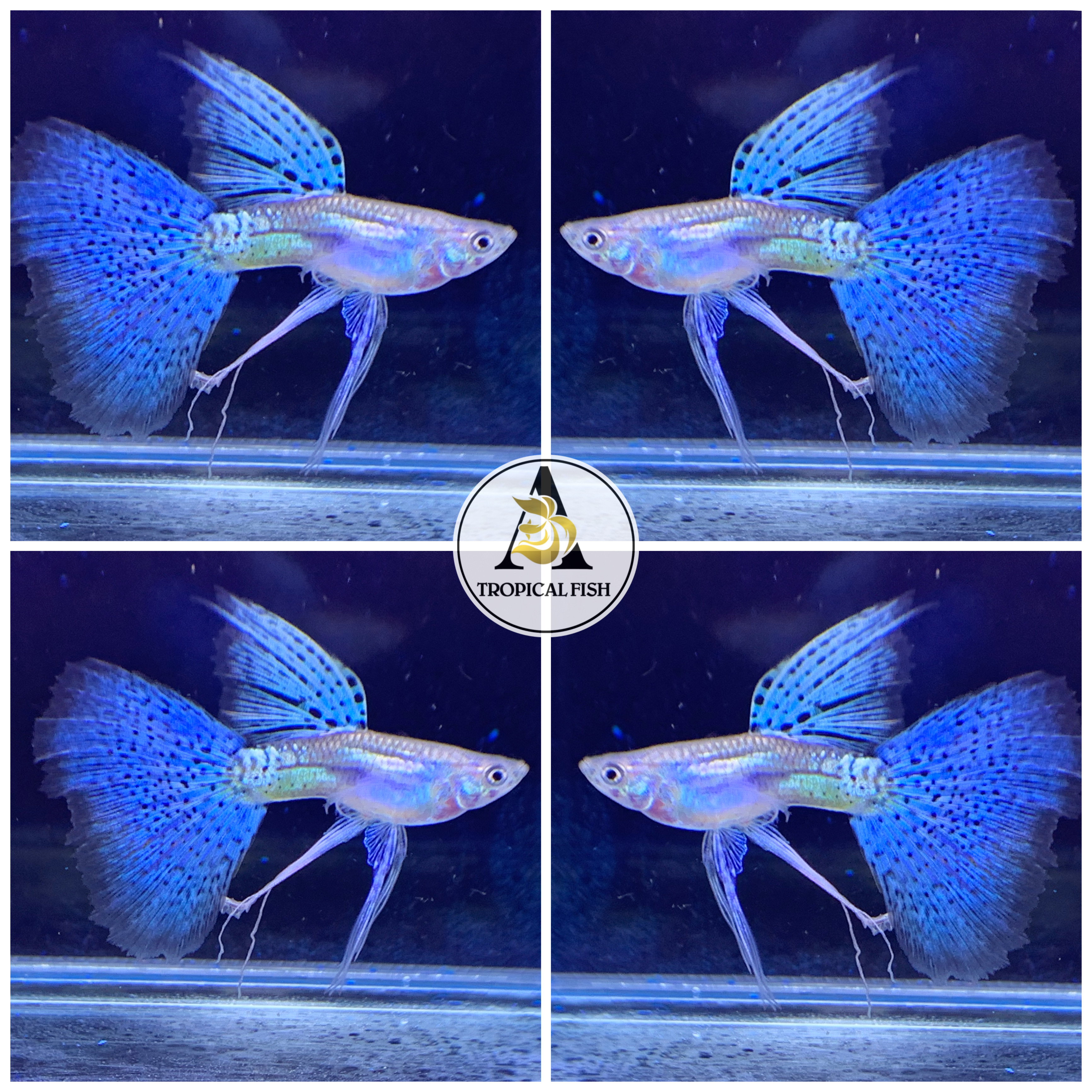 Aquarium Guppy Fish High Quality - Blue Grass Ribbons Fin C - USA Seller