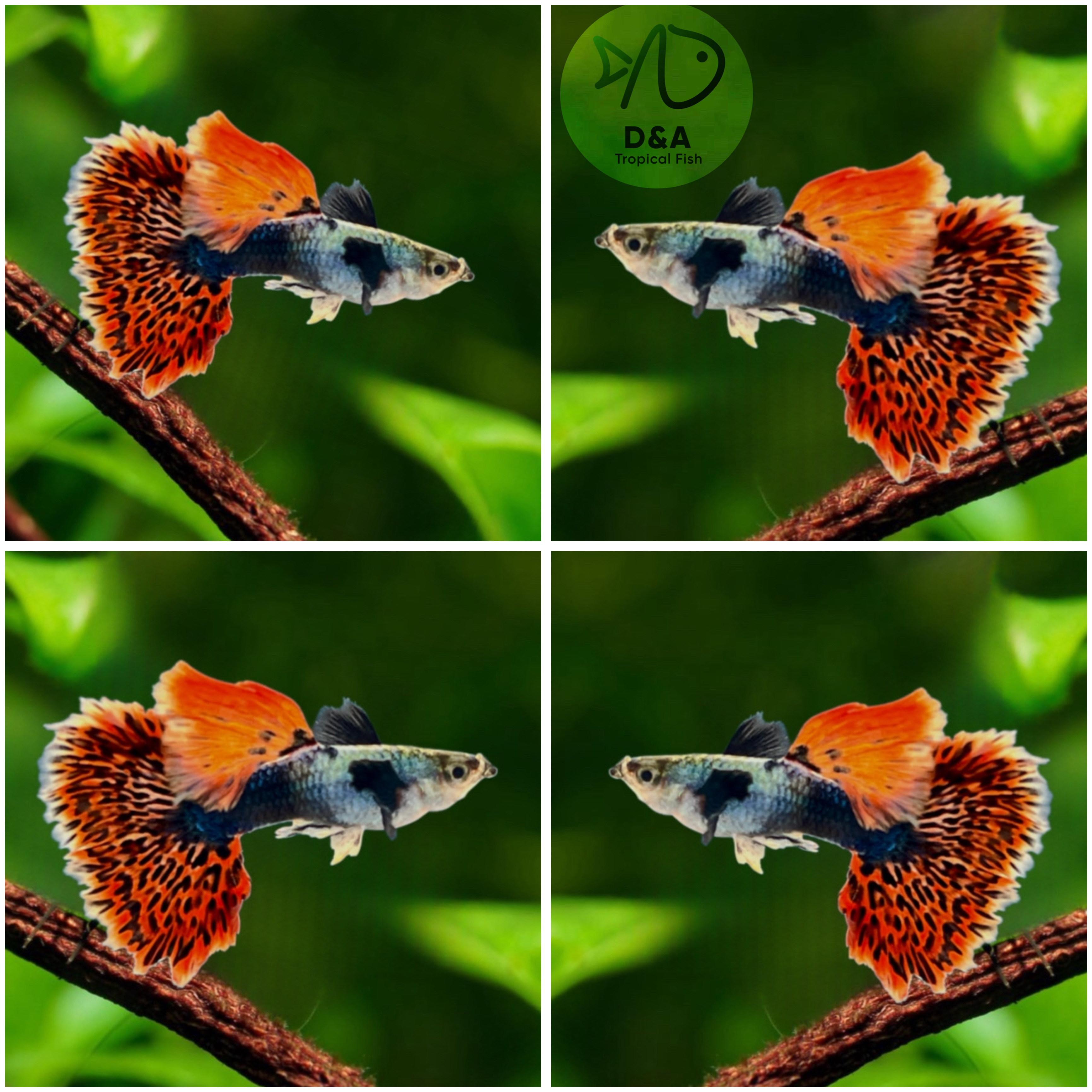 Dumbo Big Ear Red Tail Mosaic - Guppy