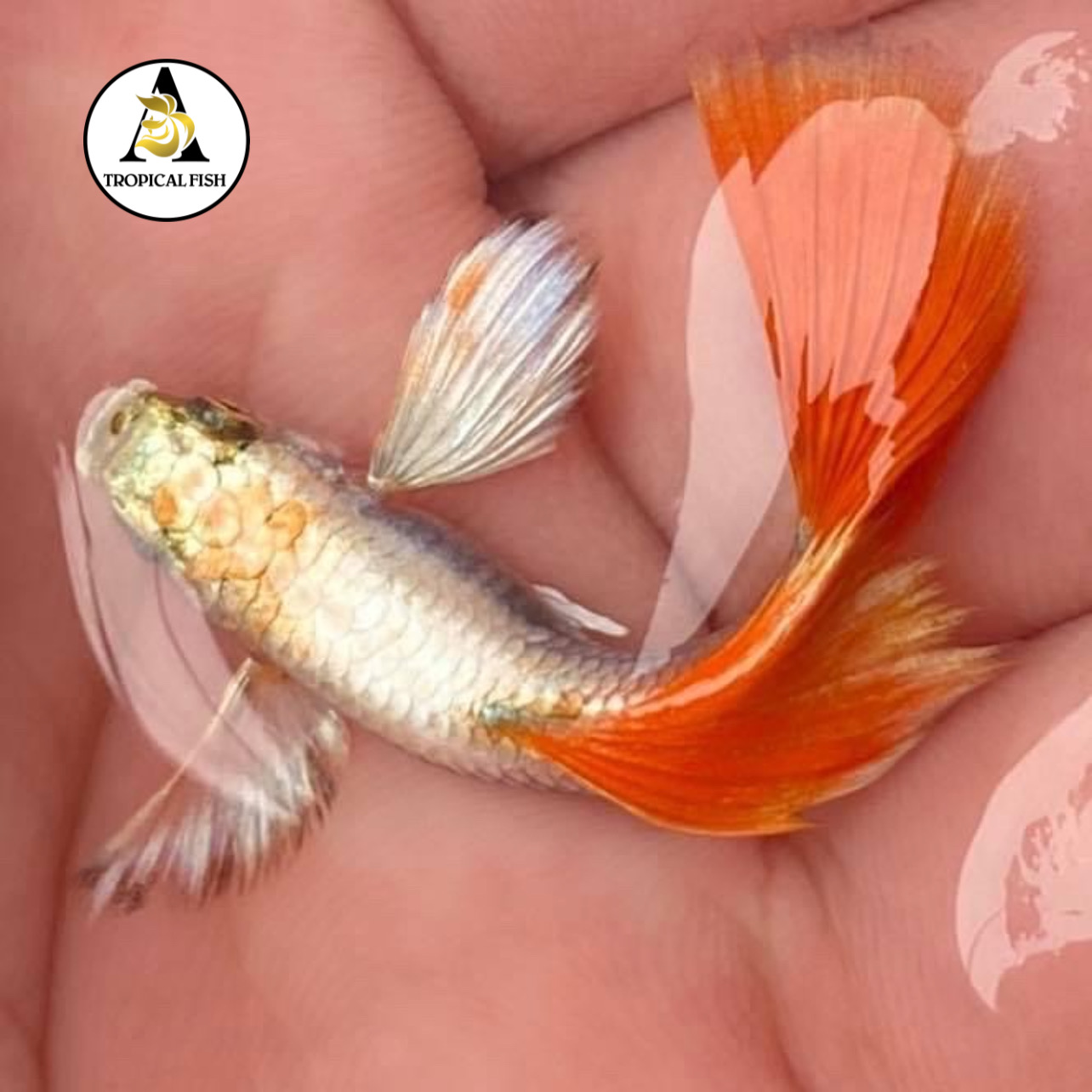 Dumbo Santa Claus - High Quality Guppy Fish for Fish Tanks or Aquariums