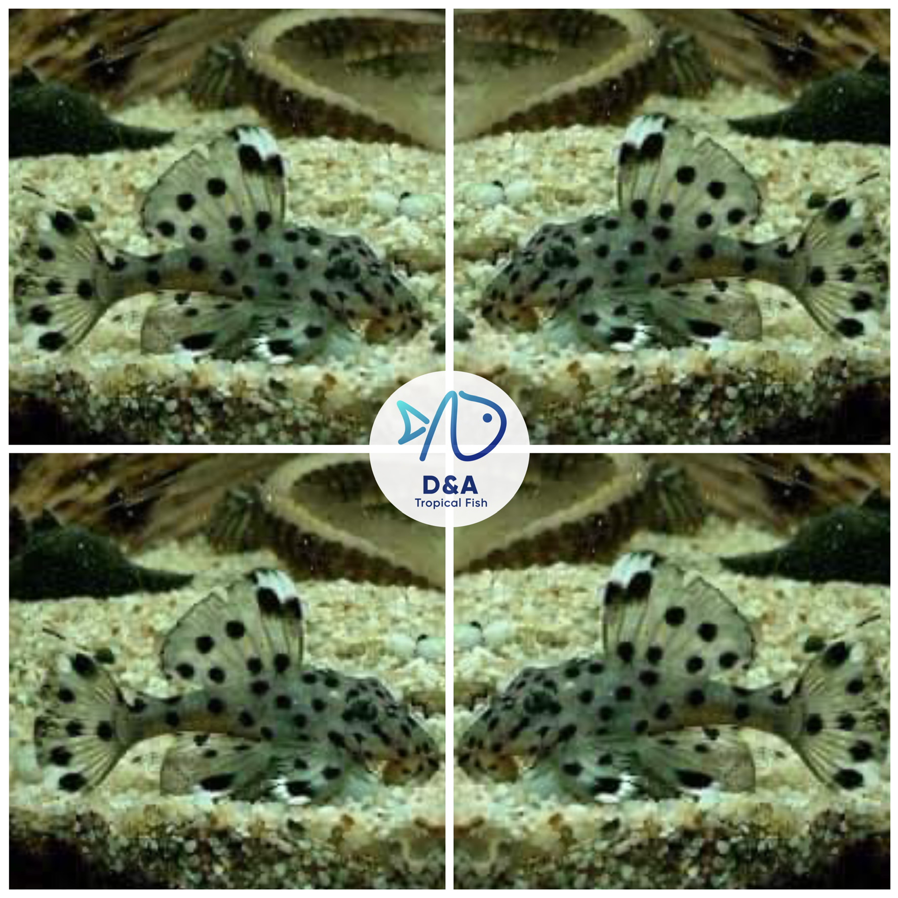 L264 SULTAN PLECO