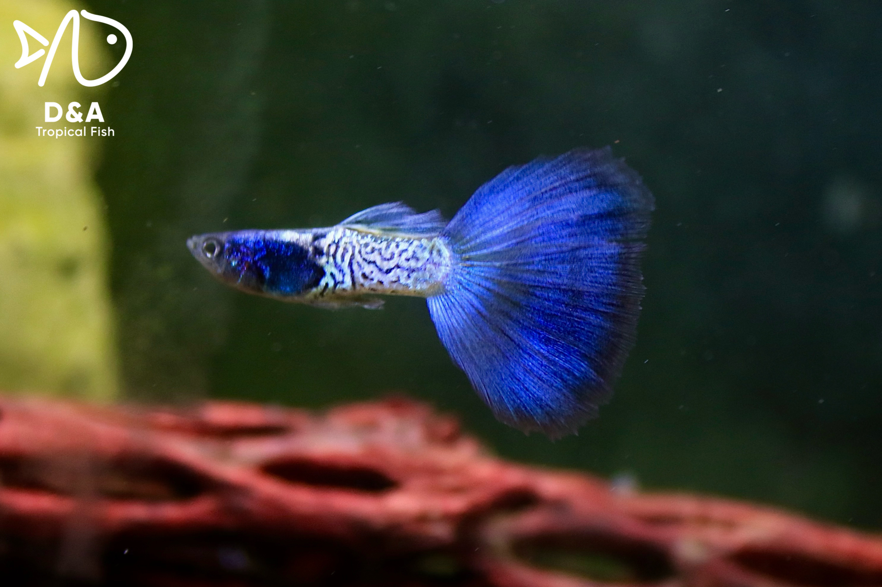 Metal Blue - Guppy