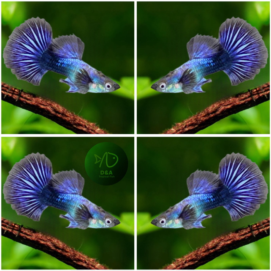 Aquarium Guppy Fish High Quality - Purple Dragon - USA Seller