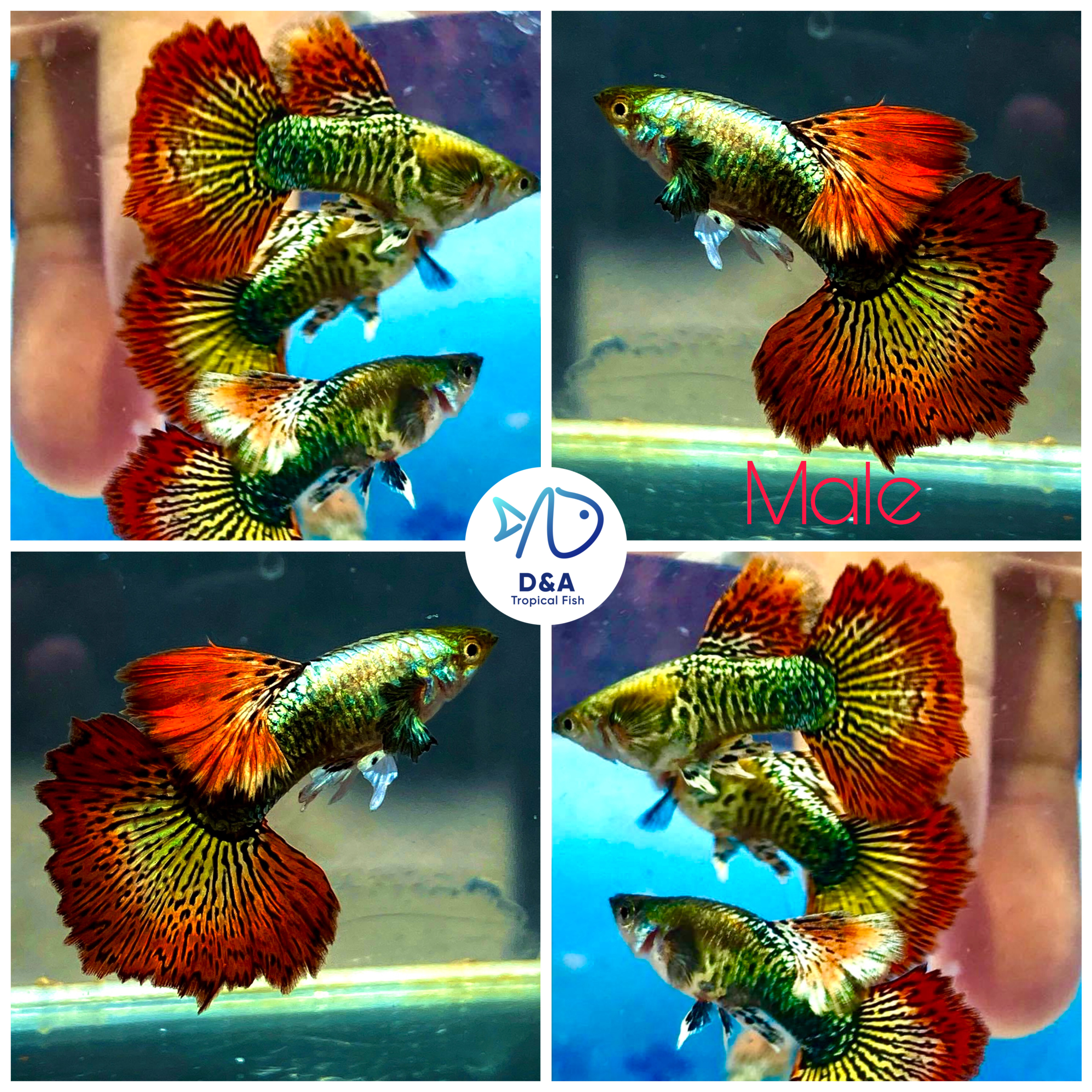 Aquarium Guppy Fish High Quality - Red Dragon Big Dorsal Halfmoon - USA Seller