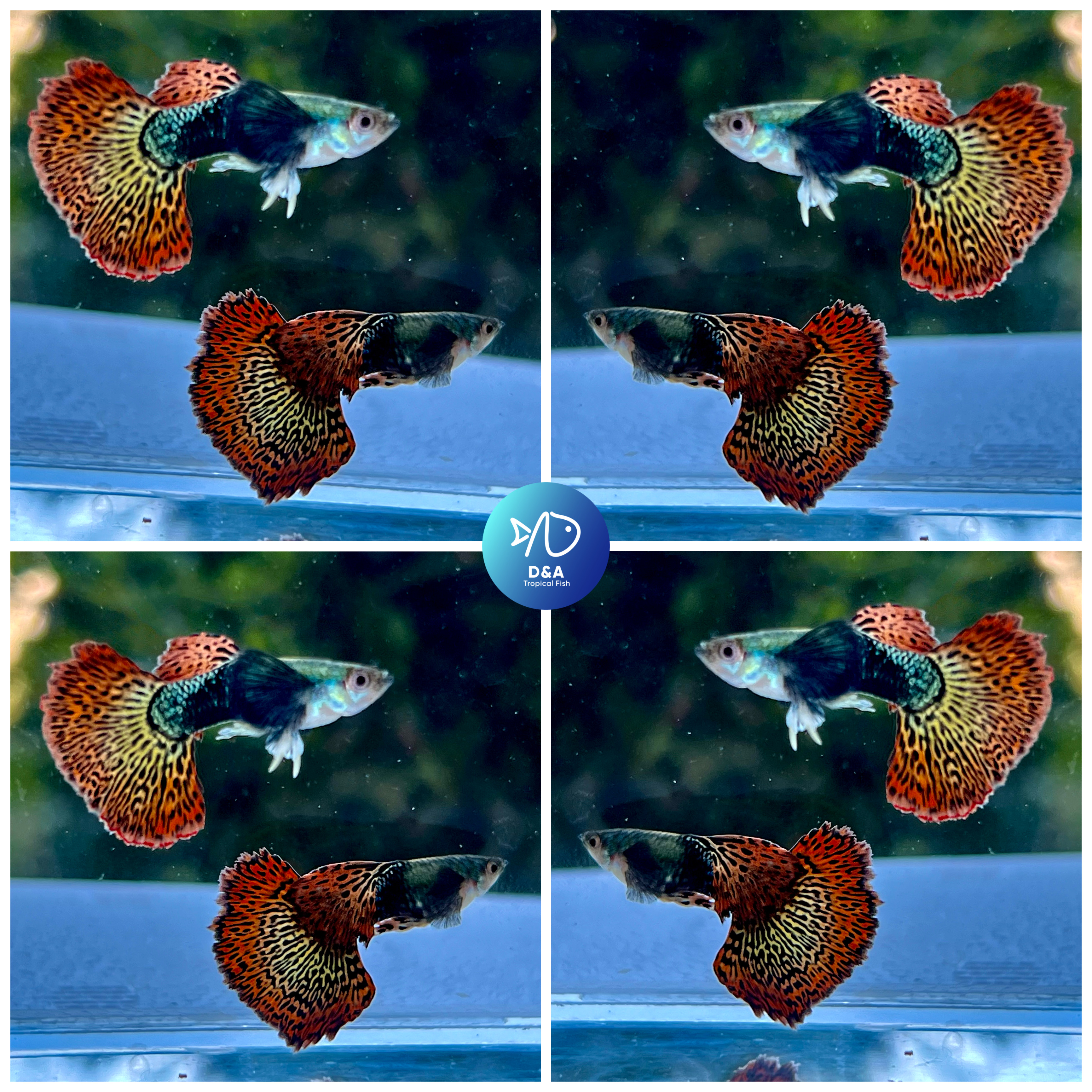 Aquarium Guppy Fish High Quality - Super Red Dragon - USA Seller