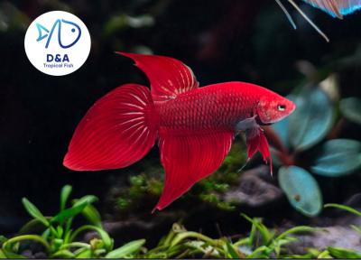 1 M  Betta High Quality - Wild Betta Super Red Alien