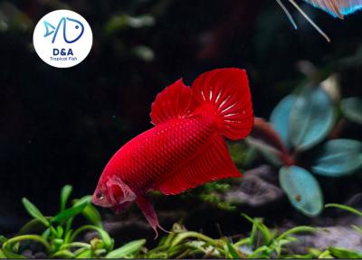 1 M Betta High Quality - Wild Betta Super Red Alien