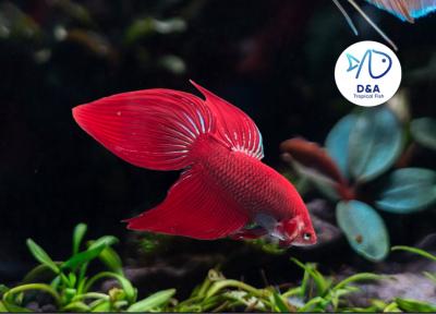 1 M  Betta High Quality - Wild Betta Super Red Alien