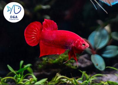 1 M Betta High Quality - Wild Betta Super Red Alien