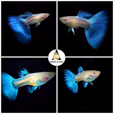 Aquarium Guppy Fish - Abino Blue Topaz  Big Dorsal - USA Seller