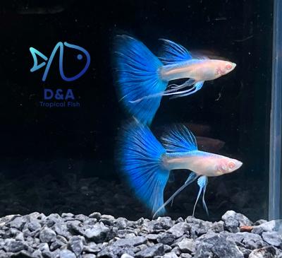 Aquarium Guppy Fish - Abino Blue Topaz Ribbons Fin C - USA Seller