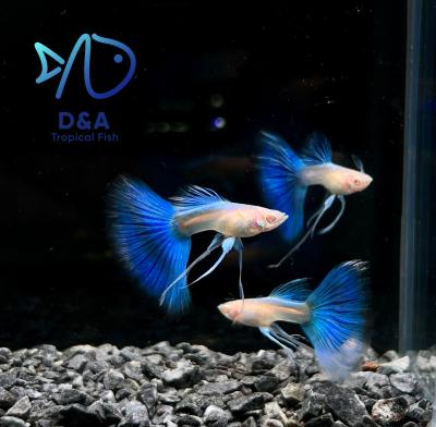 Aquarium Guppy Fish - Abino Blue Topaz Ribbons Fin C - USA Seller