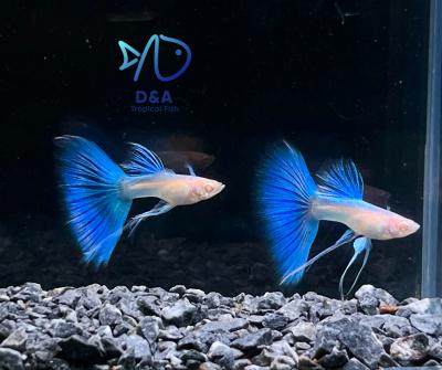 Aquarium Guppy Fish - Abino Blue Topaz Ribbons Fin C - USA Seller