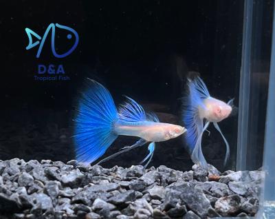 Aquarium Guppy Fish - Abino Blue Topaz Ribbons Fin C - USA Seller