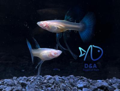 Aquarium Guppy Fish - Abino Blue Topaz Ribbons Fin C - USA Seller