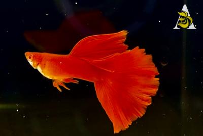 Abino Full Red, Big Dorsal Guppy