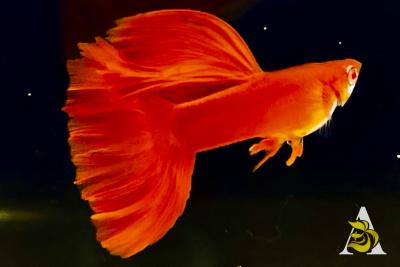 Abino Full Red, Big Dorsal Guppy