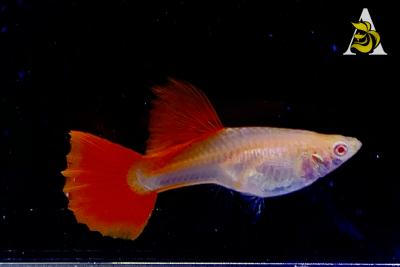 Abino Full Red, Big Dorsal Guppy