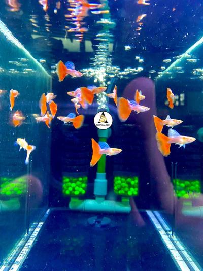 Abino Red Topaz Big Dorsal - Guppy