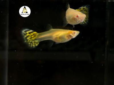 Aquarium Guppy Fish High Quality - Abino Yellow King Cobra - USA seller