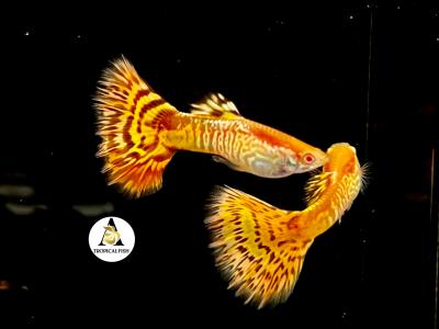 Aquarium Guppy Fish High Quality - Abino Yellow King Cobra - USA seller