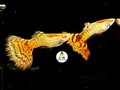 Aquarium Guppy Fish High Quality - Abino Yellow King Cobra - USA seller