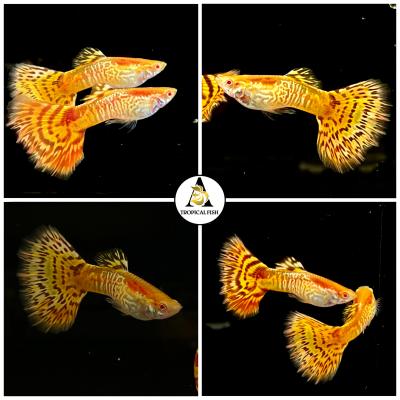 Aquarium Guppy Fish High Quality - Abino Yellow King Cobra - USA seller