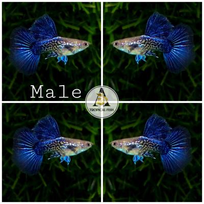 Aquarium Guppy Fish - Blue Dragon Big Dorsal - USA sELLER