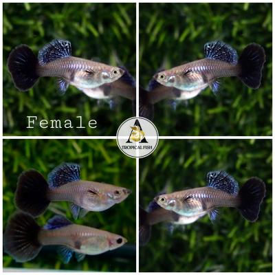 Aquarium Guppy Fish - Blue Dragon Big Dorsal - USA sELLER