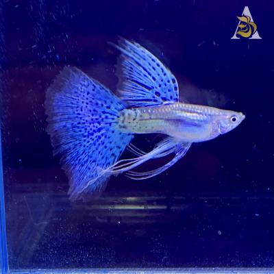 Aquarium Guppy Fish High Quality - Blue Grass Ribbons Fin C - USA Seller