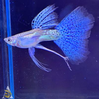 Aquarium Guppy Fish High Quality - Blue Grass Ribbons Fin C - USA Seller