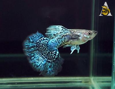 Blue Dragon Indo Mosaic - Guppy