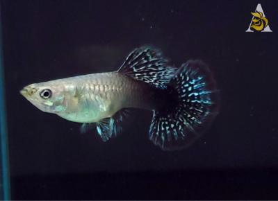 Blue Dragon Indo Mosaic - Guppy