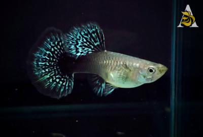 Blue Dragon Indo Mosaic - Guppy