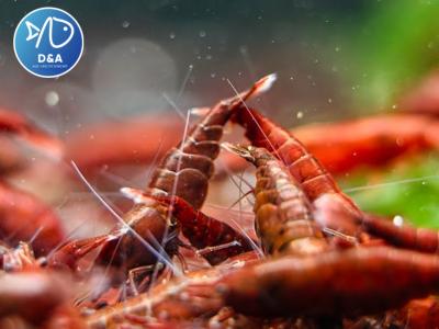 Dark Bloody Neocaridina Shrimp - High Grade