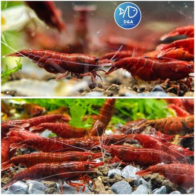 Dark Bloody Neocaridina Shrimp - High Grade