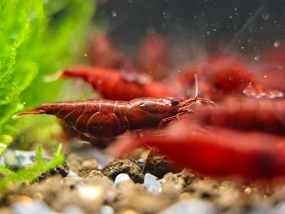 Dark Bloody Neocaridina Shrimp - High Grade