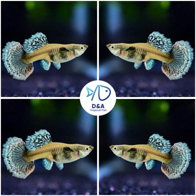 Dumbo Big Ear Red Tail Mosaic - Guppy
