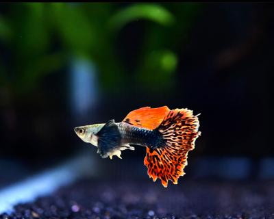Dumbo Big Ear Red Tail Mosaic - Guppy