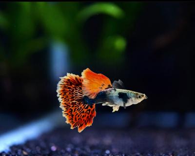 Dumbo Big Ear Red Tail Mosaic - Guppy