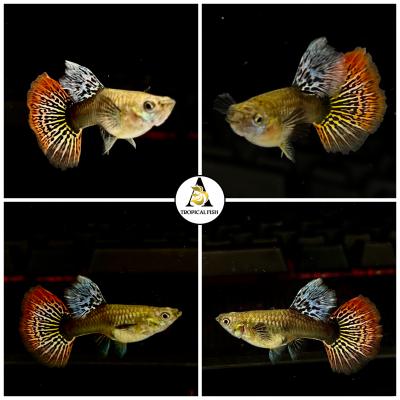 Dumbo Dark Dragon - Guppy