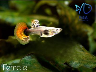 Aquarium Guppy Fish High Quality - Dumbo Red Tai Halfmoon - USA Seller