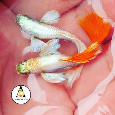 Dumbo Santa Claus - High Quality Guppy Fish for Fish Tanks or Aquariums