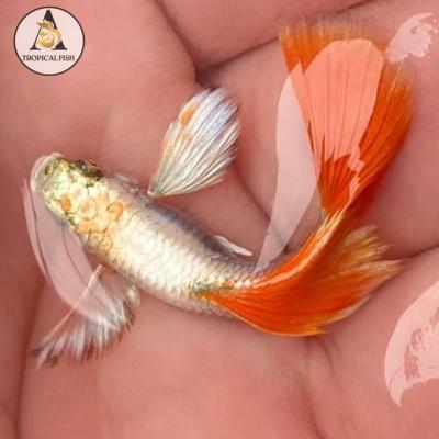 Dumbo Santa Claus - High Quality Guppy Fish for Fish Tanks or Aquariums