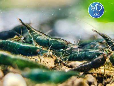 Green Diamond Neocaridina Shrimp- High Grade